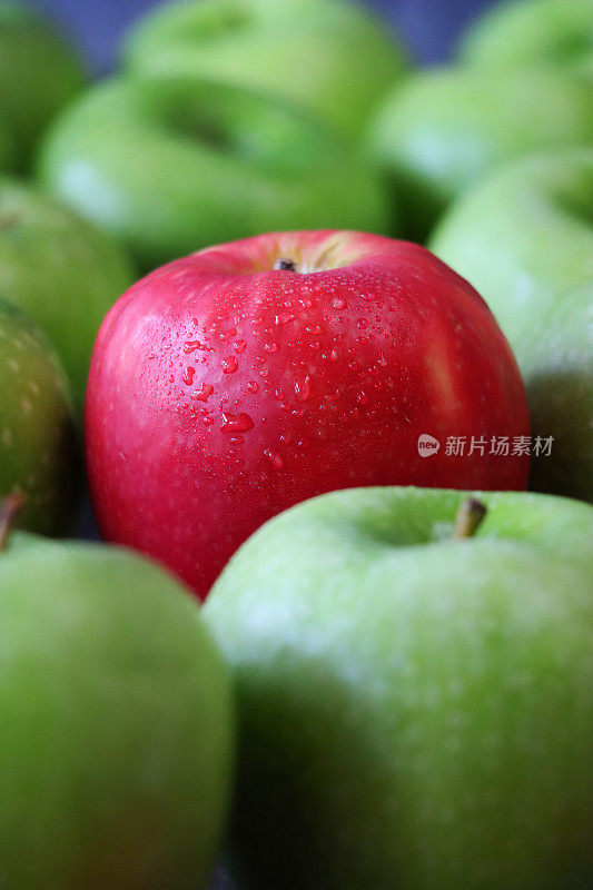 单个红苹果的特写图像，周围是一大群绿色的史密斯苹果(Malus domestica)，有茎，光滑，有斑点的果皮，灰色背景，重点在前景，奇怪的一个概念